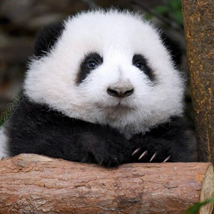 Liu Junhao